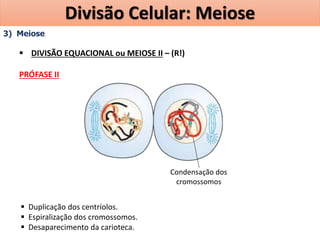 3) Meiose
 DIVISÃO EQUACIONAL ou MEIOSE II – (R!)
PRÓFASE II
 Duplicação dos centríolos.
 Espiralização dos cromossomos.
 Desaparecimento da carioteca.
Condensação dos
cromossomos
Divisão Celular: Meiose
 