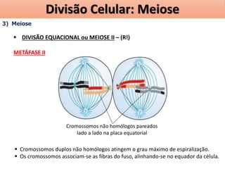 3) Meiose
 DIVISÃO EQUACIONAL ou MEIOSE II – (R!)
METÁFASE II
 Cromossomos duplos não homólogos atingem o grau máximo de espiralização.
 Os cromossomos associam-se as fibras do fuso, alinhando-se no equador da célula.
Cromossomos não homólogos pareados
lado a lado na placa equatorial
Divisão Celular: Meiose
 
