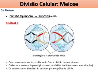 3) Meiose
 DIVISÃO EQUACIONAL ou MEIOSE II – (R!)
ANÁFASE II
 Ocorre o encurtamento das fibras do fuso e divisão do centrômero.
 Cada cromossomos duplo origina duas cromátides irmãs (cromossomos simples).
 Os cromossomos simples são puxados para os pólos da célula.
Separação das cromátides irmãs
Divisão Celular: Meiose
 