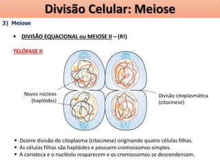 3) Meiose
 DIVISÃO EQUACIONAL ou MEIOSE II – (R!)
TELÓFASE II
 Ocorre divisão do citoplasma (citocinese) originando quatro células filhas.
 As células filhas são haplóides e possuem cromossomos simples.
 A carioteca e o nucléolo reaparecem e os cromossomos se descondensam.
Novos núcleos
(haplóides)
Divisão citoplasmática
(citocinese)
Divisão Celular: Meiose
 