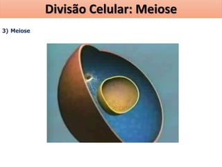 3) Meiose
Divisão Celular: Meiose
 