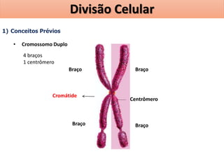 1) Conceitos Prévios
• Cromossomo Duplo
Centrômero
Braço
Braço
Cromátide
Braço
Braço
4 braços
1 centrômero
Divisão Celular
 
