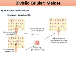 4) Alterações cromossômicas
 Finalidades da Meiose (R!)
46 cromossomos
paternos (2n)
46 cromossomos
maternos (2n)
Espermatozóide (n)
(23 cromossomos)
Óvulo (n)
(23 cromossomos)
46 cromossomos
(23 de origem paterna e
23 de origem materna)
Divisão Celular: Meiose
 