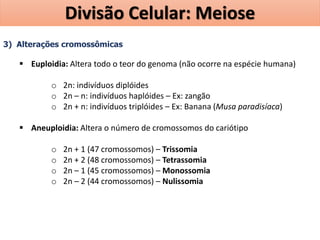 3) Alterações cromossômicas
 Euploidia: Altera todo o teor do genoma (não ocorre na espécie humana)
o 2n: indivíduos diplóides
o 2n – n: indivíduos haplóides – Ex: zangão
o 2n + n: indivíduos triplóides – Ex: Banana (Musa paradisíaca)
 Aneuploidia: Altera o número de cromossomos do cariótipo
o 2n + 1 (47 cromossomos) – Trissomia
o 2n + 2 (48 cromossomos) – Tetrassomia
o 2n – 1 (45 cromossomos) – Monossomia
o 2n – 2 (44 cromossomos) – Nulissomia
Divisão Celular: Meiose
 