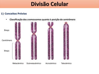 1) Conceitos Prévios
• Classificação dos cromossomos quanto à posição do centrômero
Braço
Braço
Centrômero
Metacêntrico Submetacêntrico Acrocêntrico Telocêntrico
Divisão Celular
 