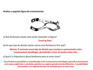 INTERFASE QUE PRECEDE A DIVISÃO
Analise a seguinte figura de cromossomos:
a) Que fenômeno celular está sendo mostrado na figura?
b) Em que tipo de divisão celular ocorre esse fenômeno? Por quê?
c) Qual é a importância desse fenômeno para os seres vivos?
Crossing Over
Meiose. É somente nesse tipo de divisão que acontece o pareamento entre
cromossomos homólogos, permitindo a troca de partes entre eles.
Esse fenômeno possibilita a recombinação entre cromossomos homólogos, gerando cromossomos
com novas seqüências e, portanto, gametas ou esporos geneticamente diferentes. A variabilidade
decorrente é um importante fator de evolução para os seres vivos.
 
