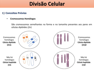 1) Conceitos Prévios
• Cromossomos Homólogos
São cromossomos semelhantes na forma e no tamanho presentes aos pares em
células diplóides (2n)
Cromossomos
homólogos
Célula diplóide
(2n)s
Cromossomos
homólogos
Célula diplóide
(2n)d
Não há
homólogos
Célula haplóide
(n)d
Não há
homólogos
Célula haplóide
(n)s
Divisão Celular
 