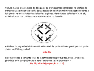 INTERFASE QUE PRECEDE A DIVISÃO
A figura mostra a segregação de dois pares de cromossomos homólogos na anáfase da
primeira divisão meiótica de uma célula testicular de um animal heterozigótico quanto a
dois genes. As localizações dos alelos desses genes, identificados pelas letras Aa e Bb,
estão indicadas nos cromossomos representados no desenho.
a) Ao final da segunda divisão meiótica dessa célula, quais serão os genótipos das quatro
células haplóides geradas?
aB e Ab
b) Considerando o conjunto total de espermatozóides produzidos, quais serão seus
genótipos e em que proporção espera-se que eles sejam produzidos?
AB, Ab, aB e ab (proporção 1:1:1:1)
 