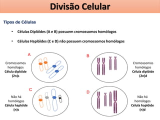 Tipos de Células
• Células Diplóides (A e B) possuem cromossomos homólogos
• Células Haplóides (C e D) não possuem cromossomos homólogos
Cromossomos
homólogos
Célula diplóide
(2n)s
Cromossomos
homólogos
Célula diplóide
(2n)d
Não há
homólogos
Célula haplóide
(n)d
Não há
homólogos
Célula haplóide
(n)s
A B
C
D
Divisão Celular
 
