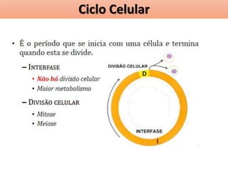 Ciclo Celular
 