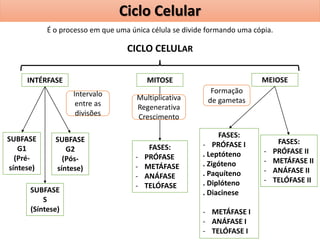 É o processo em que uma única célula se divide formando uma cópia.
CICLO CELULAR
INTÉRFASE
SUBFASE
G1
(Pré-
síntese)
SUBFASE
S
(Síntese)
SUBFASE
G2
(Pós-
síntese)
MITOSE
FASES:
- PRÓFASE
- METÁFASE
- ANÁFASE
- TELÓFASE
MEIOSE
FASES:
- PRÓFASE I
. Leptóteno
. Zigóteno
. Paquíteno
. Diplóteno
. Diacinese
- METÁFASE I
- ANÁFASE I
- TELÓFASE I
FASES:
- PRÓFASE II
- METÁFASE II
- ANÁFASE II
- TELÓFASE II
Multiplicativa
Regenerativa
Crescimento
Formação
de gametas
Intervalo
entre as
divisões
Ciclo Celular
 