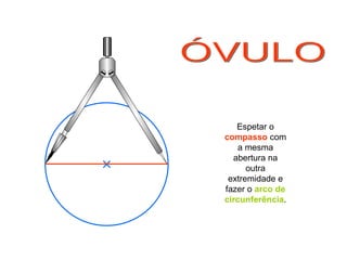 ÓVULO Espetar o  compasso  com a mesma abertura na outra extremidade e fazer o  arco de circunferência . 