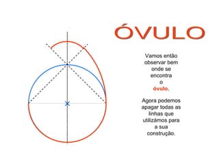 ÓVULO Vamos então observar bem onde se encontra o óvulo . Agora podemos apagar todas as linhas que utilizámos para a sua construção. 