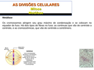 AS DIVISÕES CELULARESAS DIVISÕES CELULARES
MitoseMitose
MetáfaseMetáfase
Metáfase
Os cromossomos atingem seu grau máximo de condensação e se colocam no
equador do fuso. Há dois tipos de fibras no fuso: as continuas que vão de centríolo a
centríolo, e as cromossômicas, que vão de centríolo a centrômero.
 