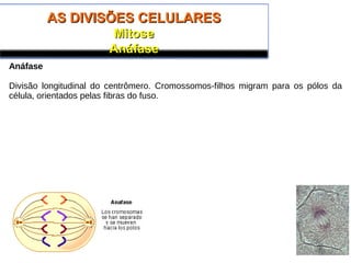 AS DIVISÕES CELULARESAS DIVISÕES CELULARES
MitoseMitose
AnáfaseAnáfase
Anáfase
Divisão longitudinal do centrômero. Cromossomos-filhos migram para os pólos da
célula, orientados pelas fibras do fuso.
 