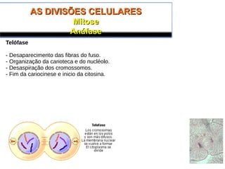 AS DIVISÕES CELULARESAS DIVISÕES CELULARES
MitoseMitose
AnáfaseAnáfase
Telófase
- Desaparecimento das fibras do fuso.
- Organização da carioteca e do nucléolo.
- Desaspiração dos cromossomos.
- Fim da cariocinese e inicio da citosina.
 