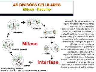 AS DIVISÕES CELULARESAS DIVISÕES CELULARES
Mitose - ResumoMitose - Resumo
A duração da mitose pode ser de
alguns minutos ou de muitas horas,
segundo o caso e segundo a
temperatura. A mitose típica descrita
acima é a ortomitose equacional (as
células-filhas têm o mesmo número de
cromossomos que a célula-mãe). Existe
uma mitose reducional no curso dos
fenômenos de formação das gônadas
(Meiose - modo peculiar de
multiplicação celular que tem por
efeito reduzir de metade o número de
cromossomos das células). Nos
vegetais superiores, desprovidos de
centrossomo, a mitose é chamada
acêntrica. Por fim, em várias ordens de
protozoários, a mitose não tem
metáfase, e os cromossomos não são
fixados em um fuso, é a pleuromitose.
 