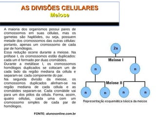 AS DIVISÕES CELULARESAS DIVISÕES CELULARES
MeioseMeiose
A maioria dos organismos possui pares de
cromossomos em suas células, mas os
gametas são haplóides, ou seja, possuem
metade dos cromossomos das outras células:
portanto, apenas um cromossomo de cada
par de homólogos.
Essa redução ocorre durante a meiose. Na
prófase I, os cromossomos estão duplicados:
cada um é formado por duas cromátides.
Durante a metáfase I, os cromossomos
homólogos duplicados se colocam um de
cada lado da região mediana da célula e
separam-se: cada componente do par.
Na segunda divisão da meiose, os
cromossomos duplicados alinham-se na
região mediana de cada célula e as
cromátides separam-se. Cada cromátide vai
para um dos pólos da célula. Forma, assim,
quatro células, cada uma com um
cromossomo simples de cada par de
homólogos.
FONTE: alunosonline.com.br
 