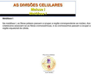 AS DIVISÕES CELULARESAS DIVISÕES CELULARES
Meiose IMeiose I
Metáfase IMetáfase I
Metáfase I
Na metáfase I, as fibras polares passam a ocupar a região correspondente ao núcleo. Aos
cinetócoros associam-se as fibras cromossômicas, e os cromossomos passam a ocupar a
região equatorial da célula.
 