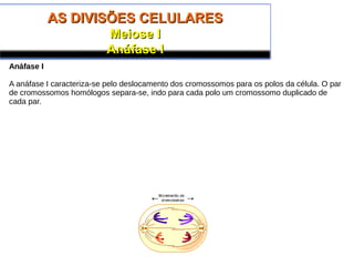 AS DIVISÕES CELULARESAS DIVISÕES CELULARES
Meiose IMeiose I
Anáfase IAnáfase I
Anáfase I
A anáfase I caracteriza-se pelo deslocamento dos cromossomos para os polos da célula. O par
de cromossomos homólogos separa-se, indo para cada polo um cromossomo duplicado de
cada par.
 