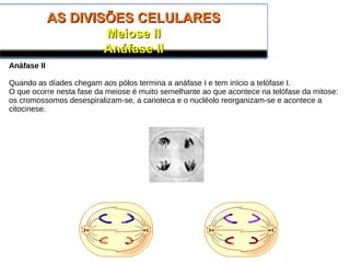 AS DIVISÕES CELULARESAS DIVISÕES CELULARES
Meiose IIMeiose II
Anáfase IIAnáfase II
Anáfase II
Quando as díades chegam aos pólos termina a anáfase I e tem início a telófase I.
O que ocorre nesta fase da meiose é muito semelhante ao que acontece na telófase da mitose:
os cromossomos desespiralizam-se, a carioteca e o nucléolo reorganizam-se e acontece a
citocinese.
 