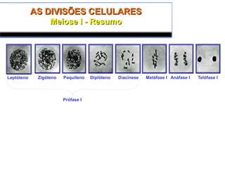 AS DIVISÕES CELULARESAS DIVISÕES CELULARES
Meiose I - ResumoMeiose I - Resumo
Leptóteno Zigóteno Paquíteno Diplóteno Diacinese Metáfase I Anáfase I Telófase I
Prófase I
 