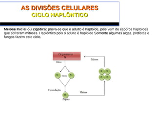 AS DIVISÕES CELULARESAS DIVISÕES CELULARES
CICLO HAPLÔNTICOCICLO HAPLÔNTICO
Meiose Inicial ou Zigótica: prova-se que o adulto é haploide, pois vem de esporos haploides
que sofreram mitoses. Haplôntico pois o adulto é haploide Somente algumas algas, protistas e
fungos fazem este ciclo.
 