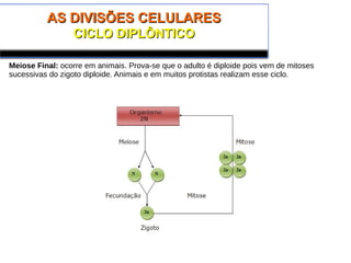 AS DIVISÕES CELULARESAS DIVISÕES CELULARES
CICLO DIPLÔNTICOCICLO DIPLÔNTICO
Meiose Final: ocorre em animais. Prova-se que o adulto é diploide pois vem de mitoses
sucessivas do zigoto diploide. Animais e em muitos protistas realizam esse ciclo.
 