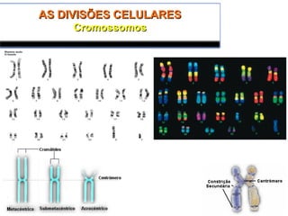 AS DIVISÕES CELULARESAS DIVISÕES CELULARES
CromossomosCromossomos
 