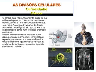 AS DIVISÕES CELULARESAS DIVISÕES CELULARES
CuriosidadesCuriosidades
CâncerCâncer
O câncer mata mais. Anualmente, cerca de 7,6
milhões de pessoas com câncer morrem no
mundo, contra 2,8 milhões de vítimas da aids,
segundo a Organização Mundial da Saúde.
As células cancerígenas se reproduzem e se
espalham pelo corpo num processo chamado
metástase.
Porém, em determinadas ocasiões e por
razões ainda desconhecidas, certas células
reproduzem-se com uma velocidade maior,
desencadeando o aparecimento de massas
celulares denominadas neoplasias ou, mais
comumente, tumores.
 
