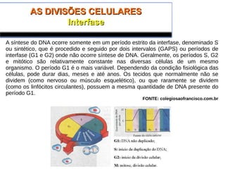 AS DIVISÕES CELULARESAS DIVISÕES CELULARES
InterfaseInterfase
A síntese do DNA ocorre somente em um período estrito da interfase, denominado S
ou sintético, que é procedido e seguido por dois intervalos (GAPS) ou períodos de
interfase (G1 e G2) onde não ocorre síntese de DNA. Geralmente, os períodos S, G2
e mitótico são relativamente constante nas diversas células de um mesmo
organismo. O período G1 é o mais variável. Dependendo da condição fisiológica das
células, pode durar dias, meses e até anos. Os tecidos que normalmente não se
dividem (como nervoso ou músculo esquelético), ou que raramente se dividem
(como os linfócitos circulantes), possuem a mesma quantidade de DNA presente do
período G1.
FONTE: colegiosaofrancisco.com.br
 