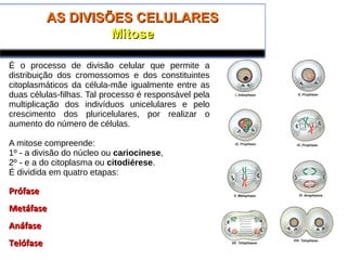 AS DIVISÕES CELULARESAS DIVISÕES CELULARES
MitoseMitose
É o processo de divisão celular que permite a
distribuição dos cromossomos e dos constituintes
citoplasmáticos da célula-mãe igualmente entre as
duas células-filhas. Tal processo é responsável pela
multiplicação dos indivíduos unicelulares e pelo
crescimento dos pluricelulares, por realizar o
aumento do número de células.
A mitose compreende:
1º - a divisão do núcleo ou cariocinese,
2º - e a do citoplasma ou citodiérese.
É dividida em quatro etapas:
PrófasePrófase
MetáfaseMetáfase
AnáfaseAnáfase
TelófaseTelófase
 