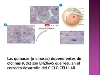 Las quinasas (o cinasas) dependientes de
ciclinas (Cdk) son ENZIMAS que regulan el
correcto desarrollo del CICLO CELULAR.