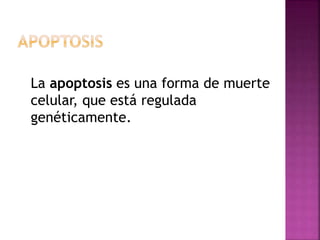 La apoptosis es una forma de muerte
celular, que está regulada
genéticamente.
 
