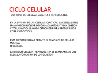 CICLO CELULAR
DOS TIPOS DE CELULAS: SOMATICA Y REPRODUCTIVA
EN LA DIVISION DE LAS CELULAS SOMATICAS, LA CELULA SUFRE
UNA DIVISION NUCLEAR DENOMINADA MITOSIS Y UNA DIVISION
CITOPLASMATICA LLAMADA CITOCINESIS PARA PRODUCIR DOS
CELULAS IDENTICAS
ESTA DIVISON CELULAR PERMITE EL REMPLAZO DE CELULAS
MUERTAS
O DAÑADAS.
LA DIVISION CELULAR REPRODUCTIVA ES EL MECANISMO QUE
LLEVA LA FORMACION DE LOS GAMETOS