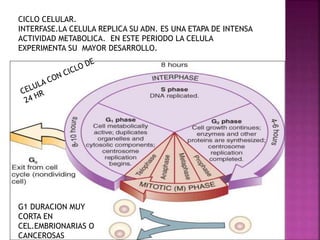 CICLO CELULAR.
INTERFASE.LA CELULA REPLICA SU ADN. ES UNA ETAPA DE INTENSA
ACTIVIDAD METABOLICA. EN ESTE PERIODO LA CELULA
EXPERIMENTA SU MAYOR DESARROLLO.
G1 DURACION MUY
CORTA EN
CEL.EMBRIONARIAS O
CANCEROSAS