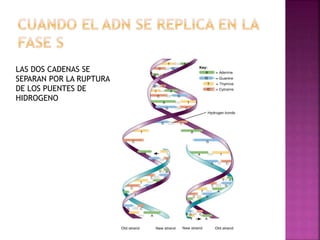 LAS DOS CADENAS SE
SEPARAN POR LA RUPTURA
DE LOS PUENTES DE
HIDROGENO