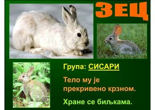 Група: СИСАРИ
Тело му је
прекривено крзном.
Хране се биљкама.
 