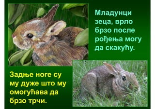 Младунци
                 зеца, врло
                 брзо после
                 рођења могу
                 да скакућу.


Задње ноге су
му дуже што му
омогућава да
брзо трчи.
 