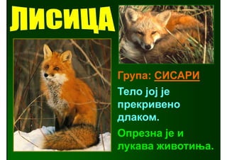 Група: СИСАРИ
Тело јој је
прекривено
длаком.
Опрезна је и
лукава животиња.
 