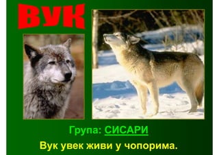 Група: СИСАРИ
Вук увек живи у чопорима.
 