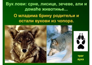 Вук лови: срне, лисице, зечеве, али и
         домаће животиње...
   О младима брину родитељи и
      остали вукови из чопора.




                                траг
                                вука
 