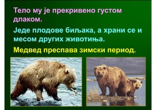Тело му је прекривено густом
длаком.
Једе плодове биљака, а храни се и
месом других животиња.
Медвед преспава зимски период.
 