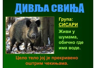 Група:
                  СИСАРИ
                  Живи у
                  шумама,
                  обично где
                  има воде.

Цело тело јој је прекривено
   оштрим чекињама.
 