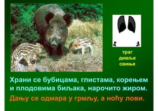 траг
                            дивље
                            свиње


Храни се бубицама, глистама, корењем
и плодовима биљака, нарочито жиром.
Дању се одмара у грмљу, а ноћу лови.
 
