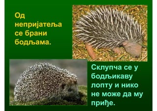 Од
непријатеља
се брани
бодљама.


              Склупча се у
              бодљикаву
              лопту и нико
              не може да му
              приђе.
 