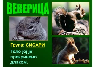 Група: СИСАРИ
Тело јој је
прекривено
длаком.
 