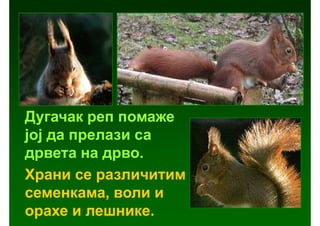 Дугачак реп помаже
јој да прелази са
дрвета на дрво.
Храни се различитим
семенкама, воли и
орахе и лешнике.
 