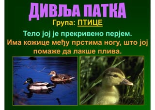 Група: ПТИЦЕ
    Тело јој је прекривено перјем.
Има кожице међу прстима ногу, што јој
      помаже да лакше плива.
 