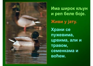 Има широк кљун
и реп беле боје.
Живи у јату.
Храни се
пужевима,
црвима, али и
травом,
семенкама и
воћем.
 